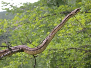 Elaphe quatuorlineata